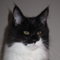 Wistariantale Halfmoon