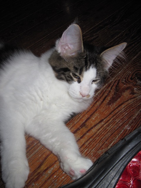 Wistariantale Lucius - мейн-кун 18.09.14