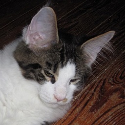 Wistariantale Lucius