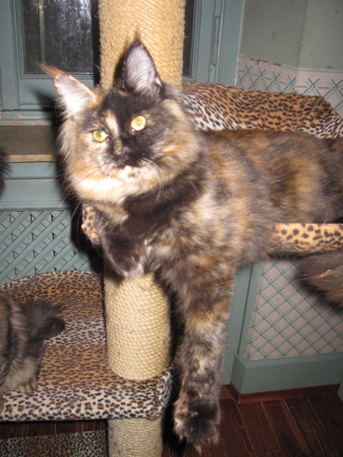 Coonung Nitingale of Wistariantale - Дорослий мейн-кун 10 місяців 1 тиждень