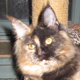 Coonung Nitingale of Wistariantale