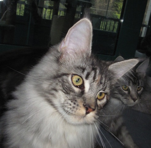 Wistariantale Venus - Кошеня мейн-кун 6 місяців 3 тижні