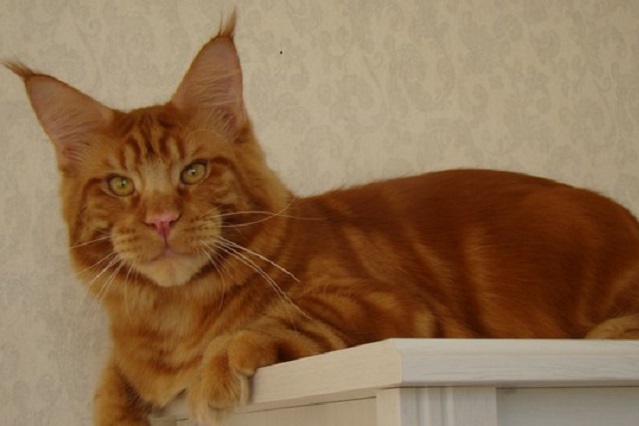 Captain Coon's Chief - Дорослий мейн-кун 11 місяців 1 тиждень