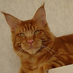 Captain Coon's Chief