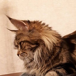 Maleficenta Deep Insight