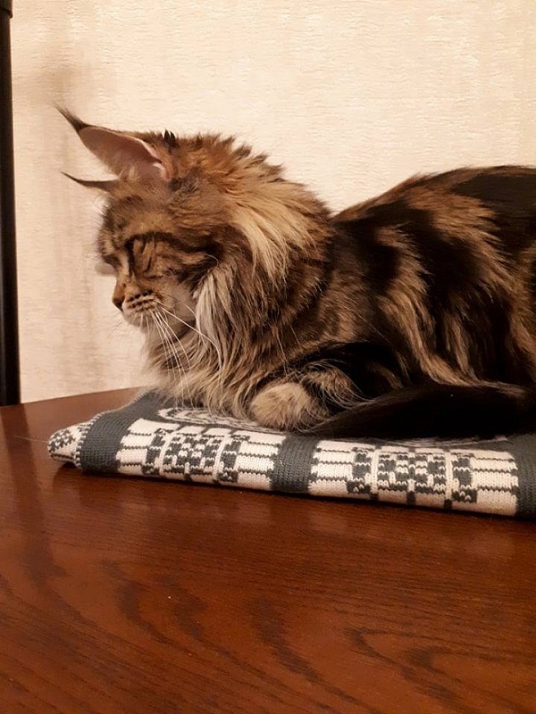 Maleficenta Deep Insight - мейн-кун