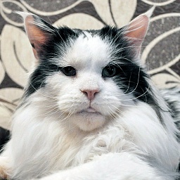 Timbercoon Last Mohegan