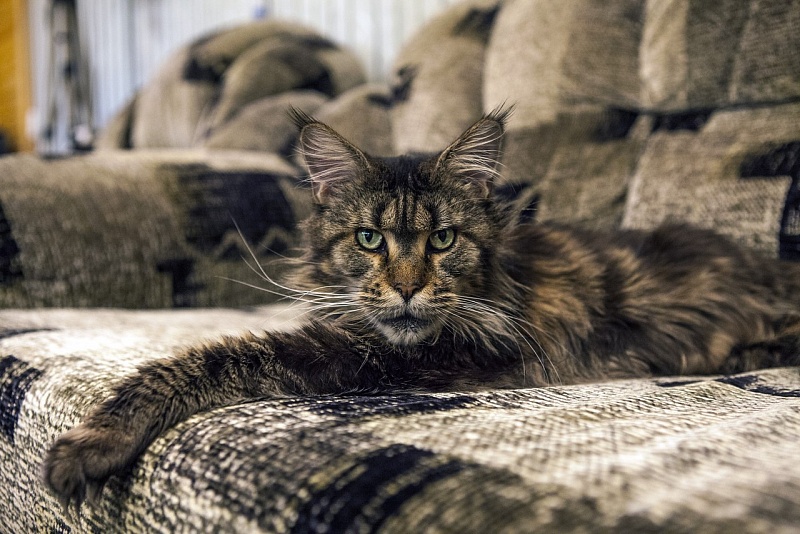 Goldjasmine Fortuna - maine-coon