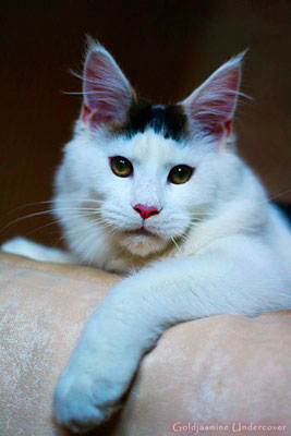 Goldjasmine Undercover - мейн-кун