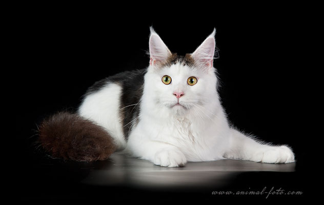 Goldjasmine Undercover - мейн-кун