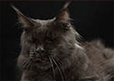 Tara d'Arcadia - maine-coon