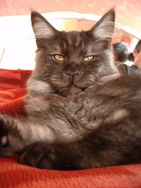 Tarasacoon Vadim - Kitten maine-coon 5 months 1 week