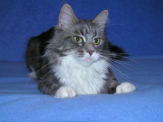 Stella Ewjatar - maine-coon