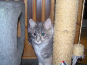 Claud Maykatri Blue - мейн-кун