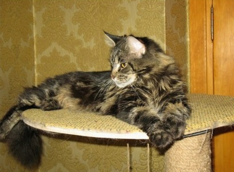 Eyre Imperial Coon - maine-coon