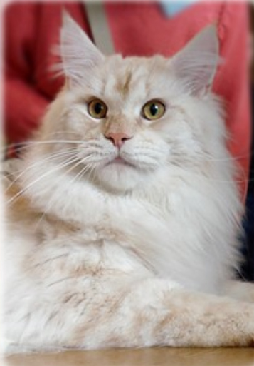 Cotek Mr. Japac - мейн-кун