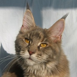 Mountaineer's Wannaway Jesebel