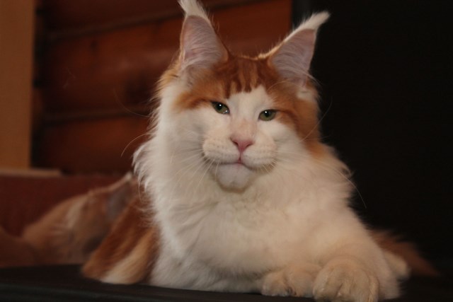 Captain Coon Quaint - Kitten maine-coon 4 months 2.5 weeks