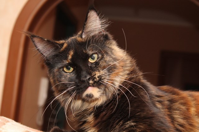 Captain Coon's Tess - Adult maine-coon 10 months 2 weeks