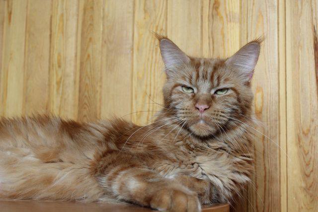 Langstteich's S'Sweet Kandis - maine-coon