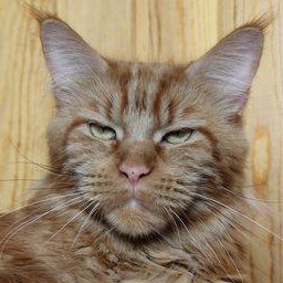 Langstteich's S'Sweet Kandis