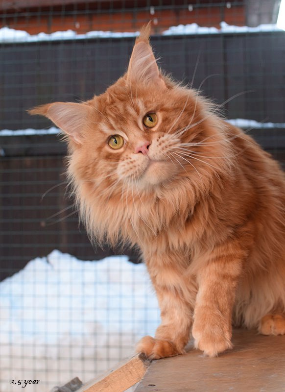 Cartoonland's Handy - мейн-кун