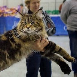 Wild Whisper Talin-Ka