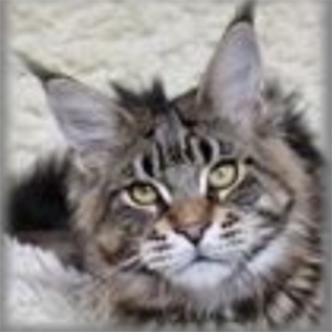 Sawyer Deep Insight - maine-coon