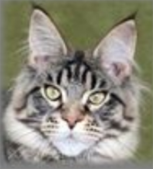 Felix Coon Shakira - maine-coon