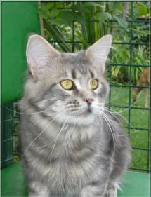 Rubin of Gentle Lions - maine-coon