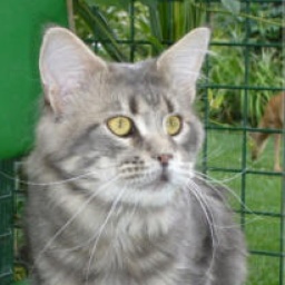 Rubin of Gentle Lions