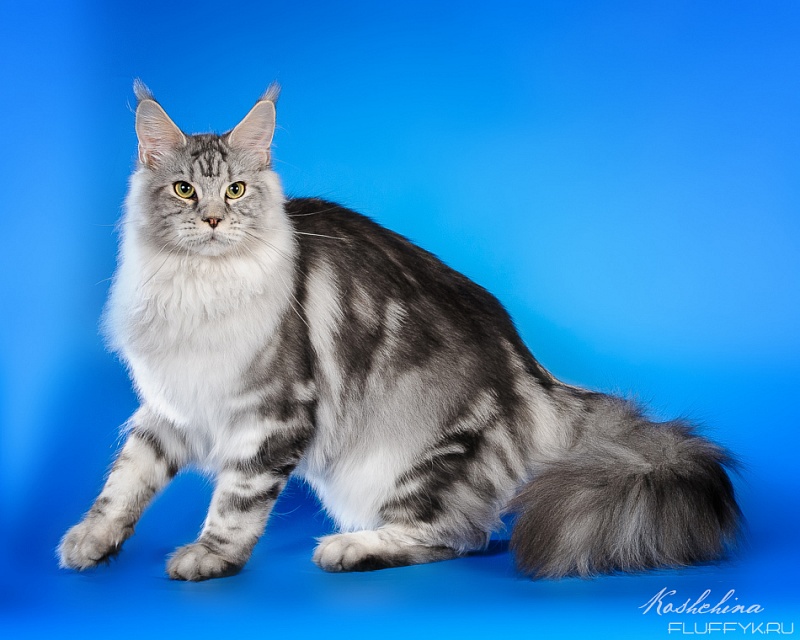 Star Ark Ragnar - Junior maine-coon 7 months 4 weeks