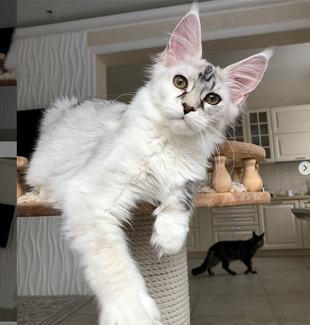 Star Ark Zimnaya Skazka - maine-coon