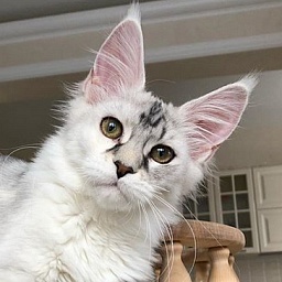 Star Ark Zimnaya Skazka