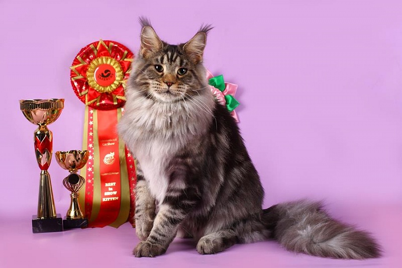 Star Ark Kalif - Юніор мейн-кун 7 місяців 3 тижні