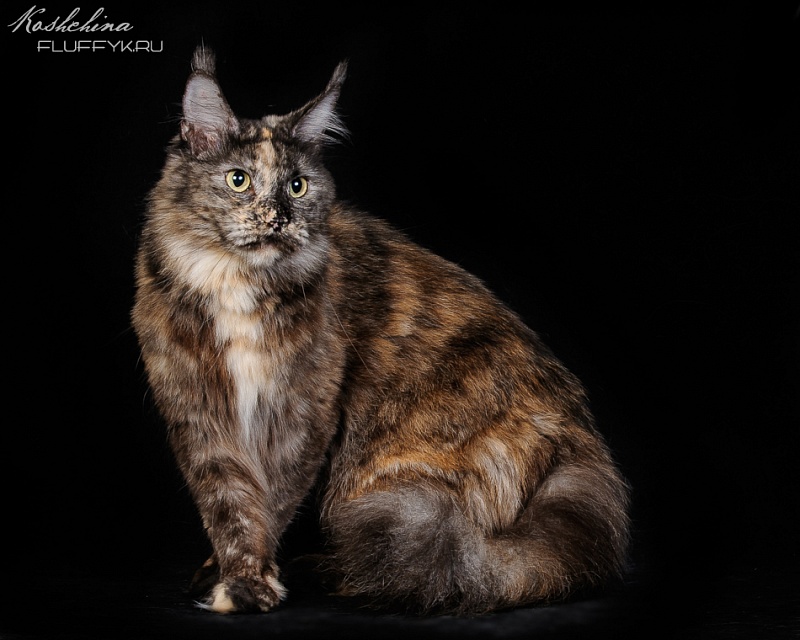 Unicum Wonderful - Adult maine-coon 3 years 4 months
