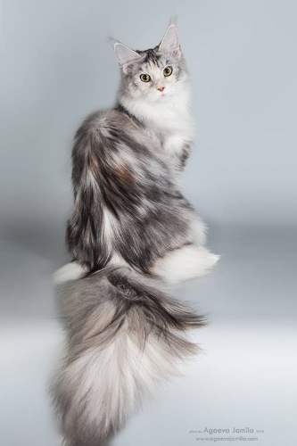 Moving Spirit Epoch - мейн-кун