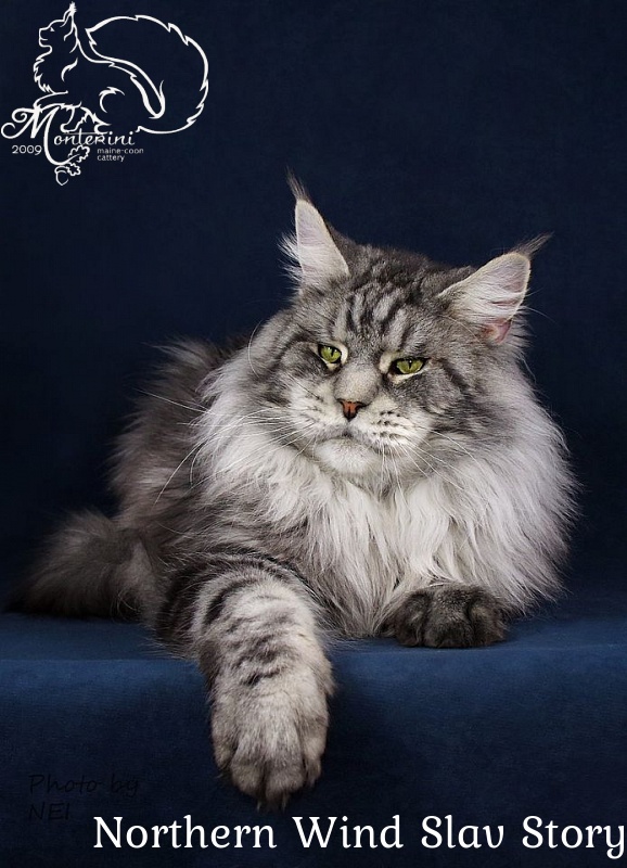Northern Wind Slav Story - maine-coon