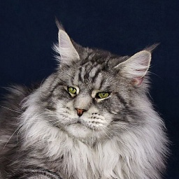 Northern Wind Slav Story