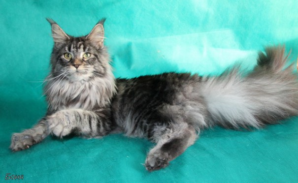 Bonny Style Basileus - maine-coon