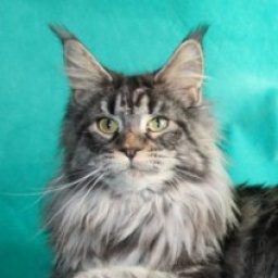 Bonny Style Basileus