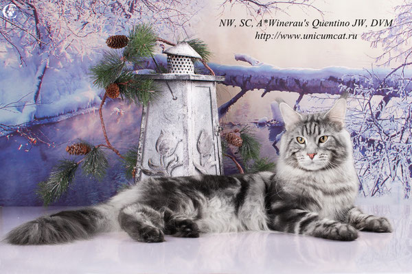 A Winerau's Quentino - мейн-кун