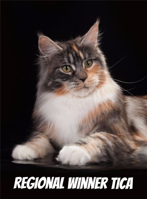 Shelter Bastet Ducati Senna - maine-coon