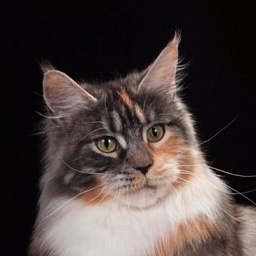 Shelter Bastet Ducati Senna