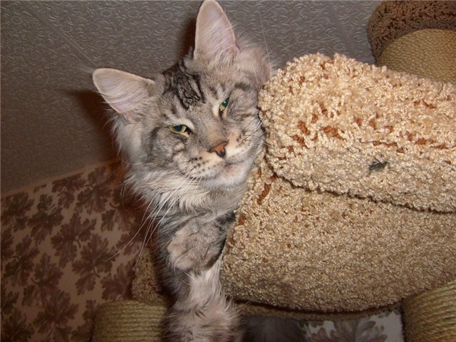 Alwaro Night Hunter - maine-coon