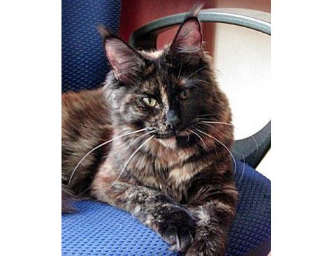 Langstteich's No Angel of Homelynx - мейн-кун