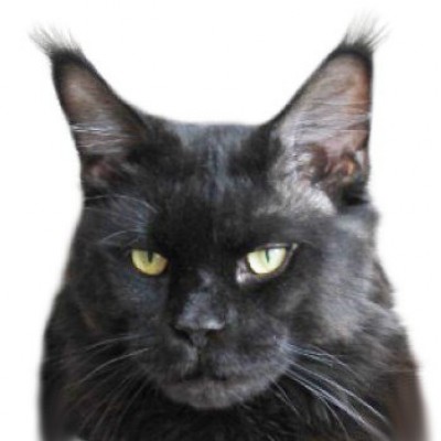 Clabbacoon's Santo Graal - мейн-кун