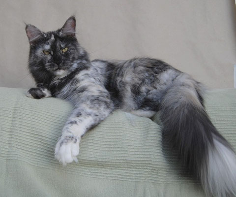 Winerau Tracy - мейн-кун