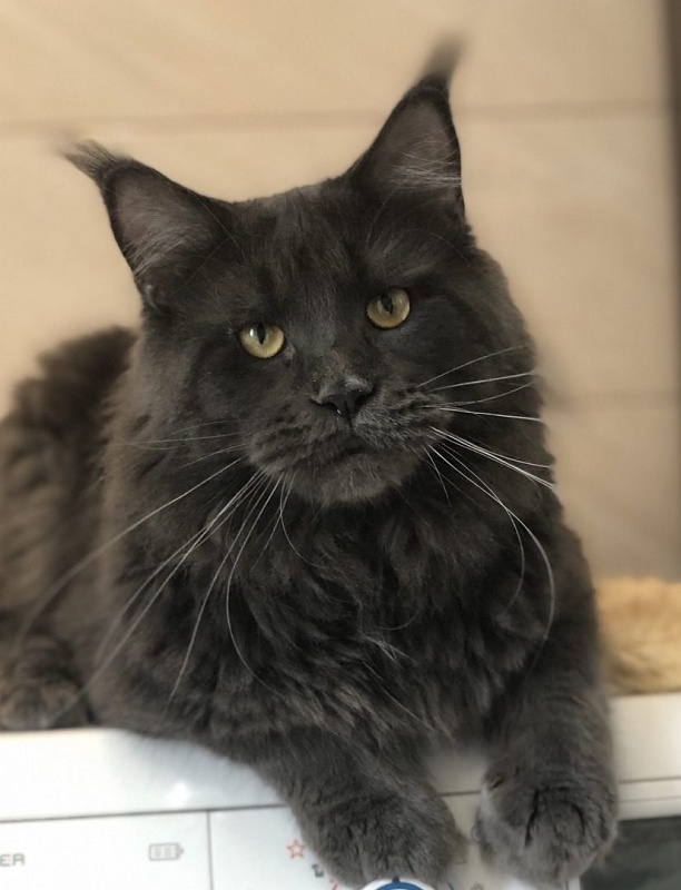 Bruce di Lavorgo - мейн-кун