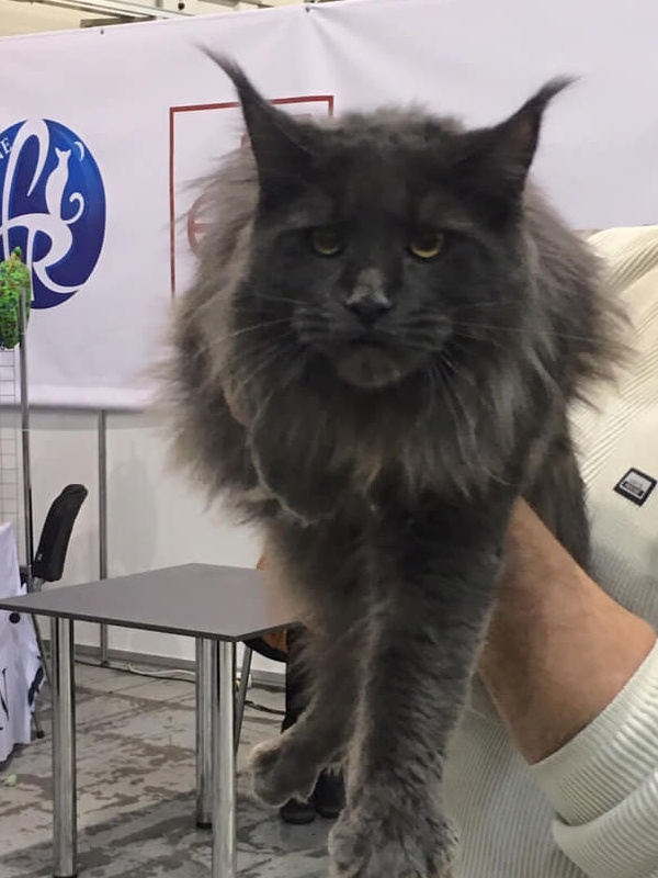 Bruce di Lavorgo - мейн-кун